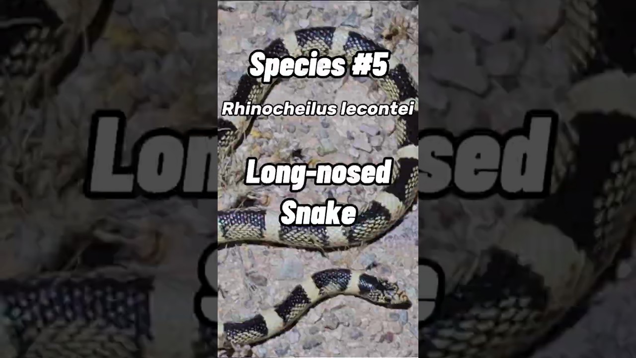 Long-nosed Snake in Arizona 