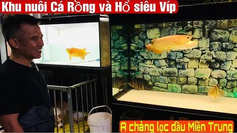 Góc nuôi Cá Rồng siêu Víp của A chàng Quảng Ngãi- Thái Salem vê lốc