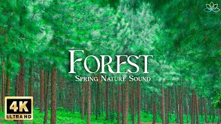 4K Spring Forest Film & Bird Chirping - เพลงเปียโนรักษาเพื่อบรรเทาความวิตกกังวล - ดนตรีที่ผ่อนคลาย