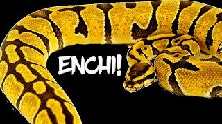 Enchi: The number one most popular ball python morph!