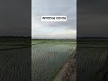 আমাদের তানোর 🌾🌾 #video #viral #shorts #ytshorts #trending #views #village