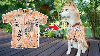 How to Upcycle your Old Shirts into Pet Clothing! ✂️ (EASY PROJECT)(STEP BY STEP INSTRUCTIONS)