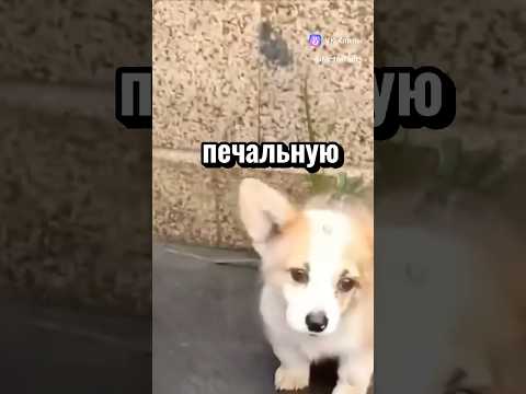Друзья будьте добрее к братьям нашим . Лайк и подписка приветствуется