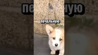 Друзья будьте добрее к братьям нашим . Лайк и подписка приветствуется