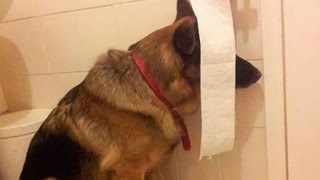 Funny And Cute Dogs Playing Hide And Seek Compilation -  Funniest Dog Videos 2016