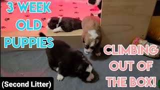 3 Week Old Puppies Climb Out of the Box!