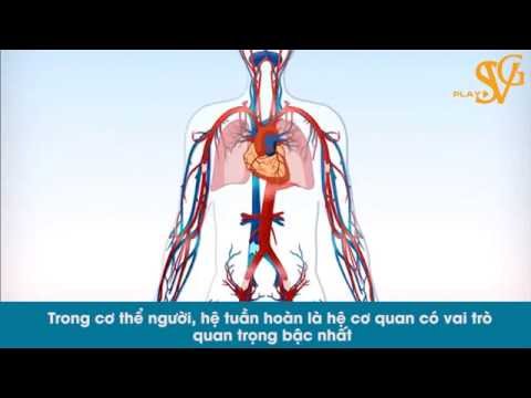 Video Hệ tuần hoàn cơ bản - youtube