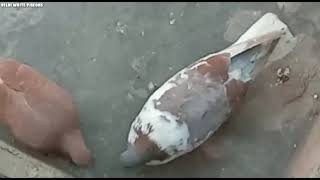 gole kabutar tukdi me gola kabutar sale gole kabootar sale | Delhi white pigeons