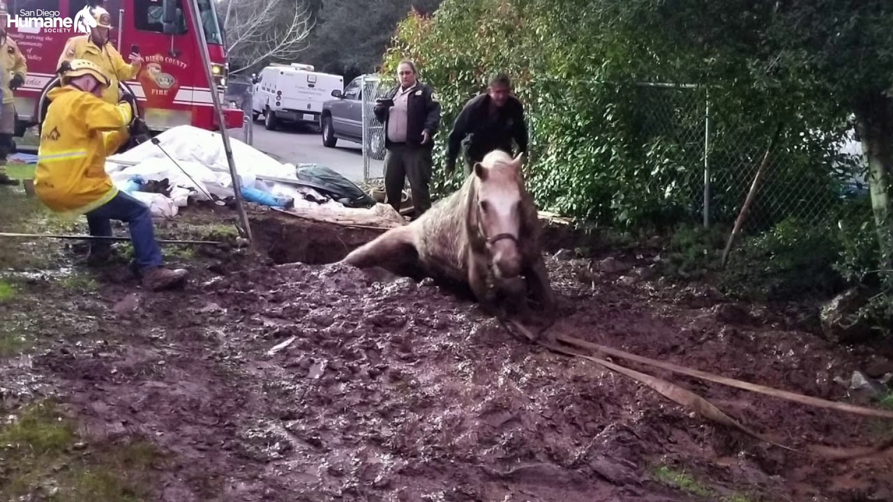 Emergency Response Team Horse Rescue - YouTube