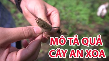 Giới Thiệu Trực Tiếp Quả Cây An Xoa Tại Vườn - 0976 836 586