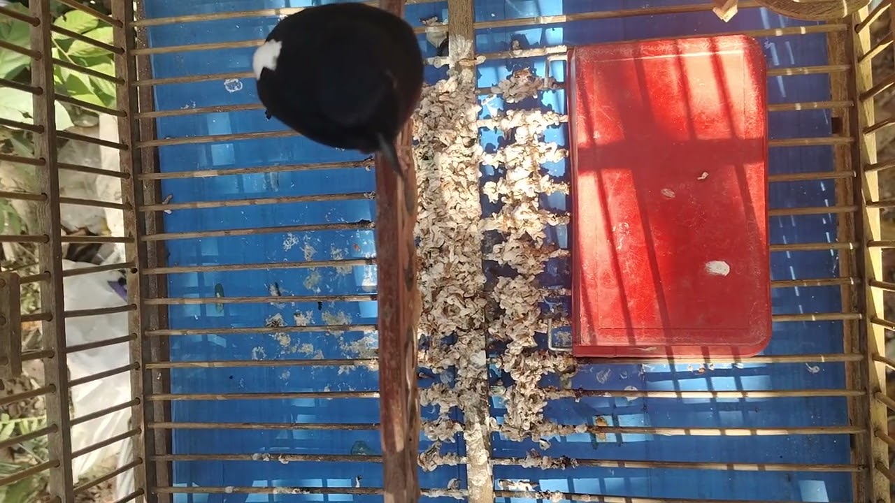 นกบินหลาดง พังงา อ.กะปง