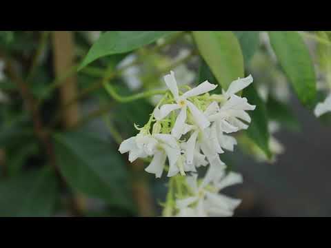 Marshalls' Plant of the Month: Trachelospermum Jasminoides