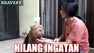 Suddenly HEWIE PITBULL Doesn't Want to Be Commanded | Cute Pitbull dogs #hewiepitbull by Hewie Pitbull Channel 5,283 views 2 months ago 9 minutes, 16 seconds