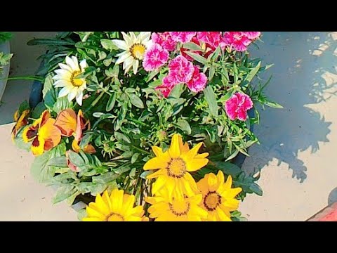 एक ही गमले में ज्यादा plant कैसे लगाए ll garden #garderingtips#gardenflowers#winterplants