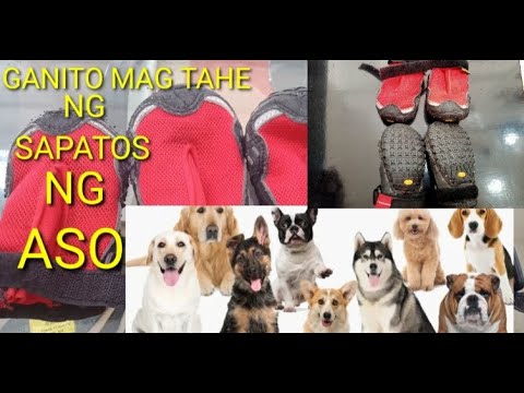 Video: Ano ang tema ng aso ng sapatos?