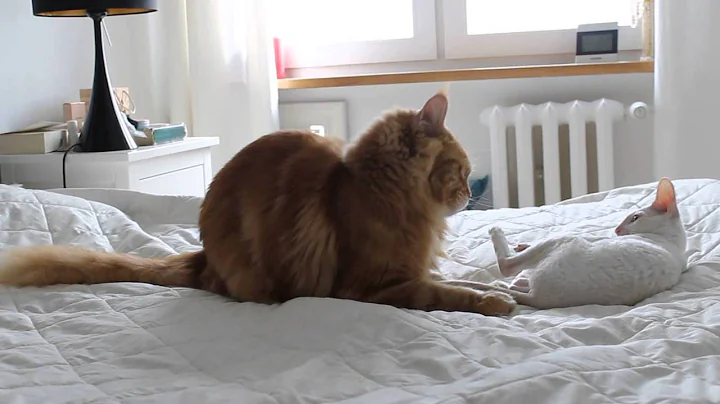 Watch the video about Maine Coon and Cornish Rex playing