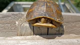 Three-Toed Box Turtle!! Saved from the bush chopper!!!