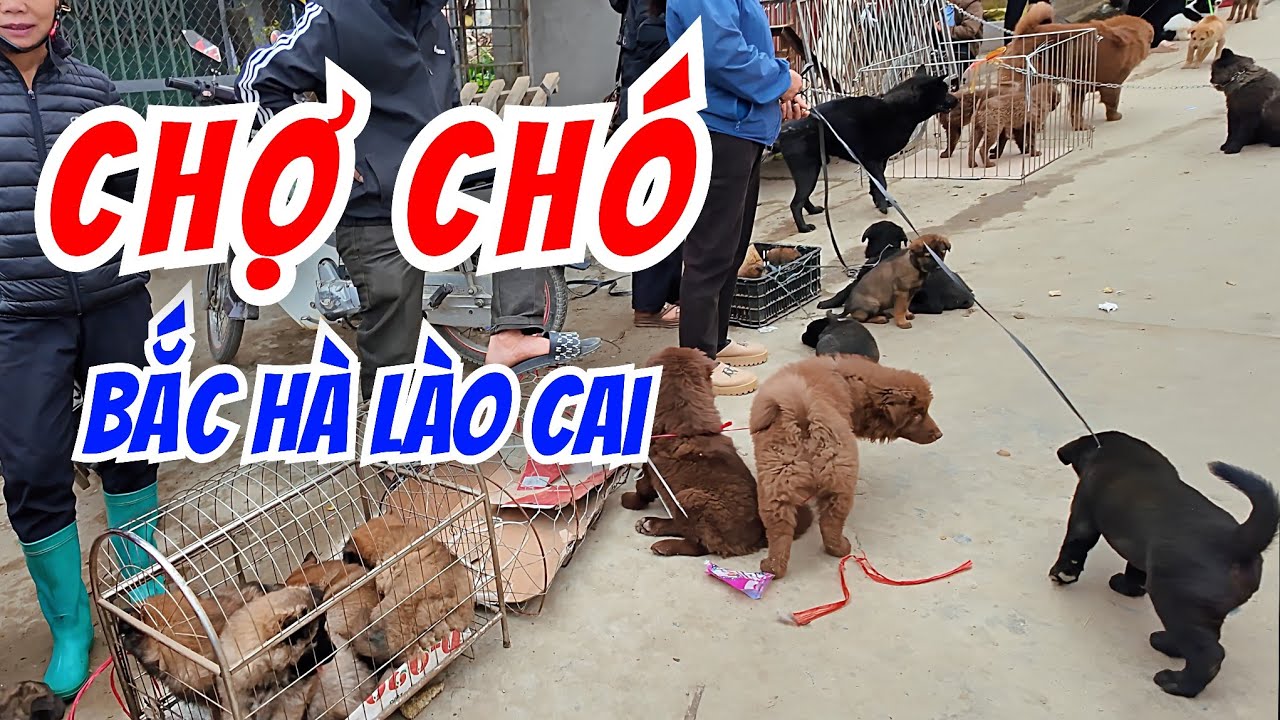 Đi Chợ Chó Bắc Hà - Lào Cai