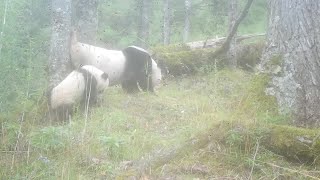 カメラが捉えた野生パンダの子育て　四川省