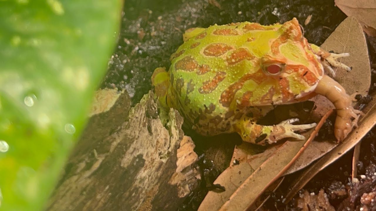 Curated visual reference: Fresh Look at Feeding My Pac Man Frogs Pet Feeding Everyone Eating Pacman