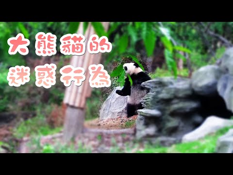 《熊貓主題趴》大熊貓“迷惑行為”大賞 | iPanda熊貓頻道