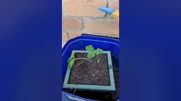 How to propagate four leaf clover - from the grass