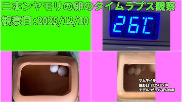 【Memorandum】 2025年12月10日 RPi-Cam-Web-Interfaceを用いたニホンヤモリの卵のTimelapse観察