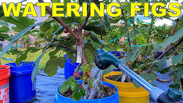 How To Water Fig Trees In Containers And When To Water Figs