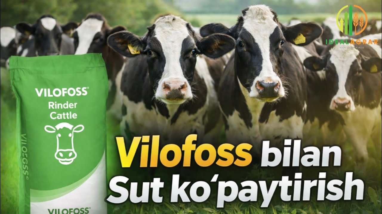 Vilofoss bilan Sut ko‘paytirish #vilofoss #chorvachilik #ozuqa #idealagrar #rek 