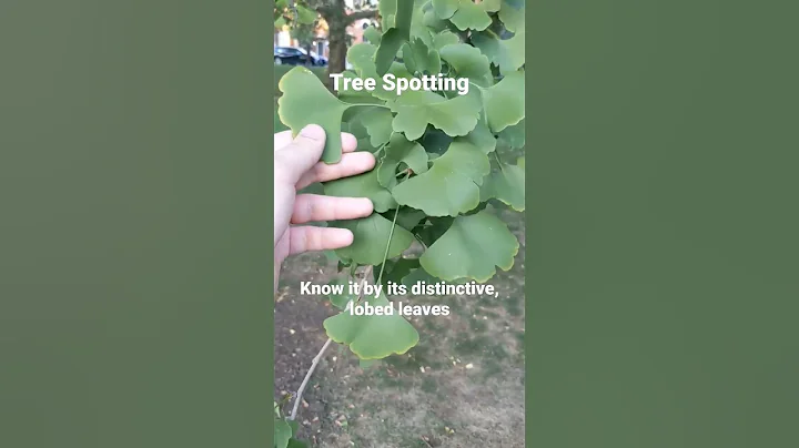 Tree Spotting: Ginkgo #nature #biology #science #facts #trees - DayDayNews
