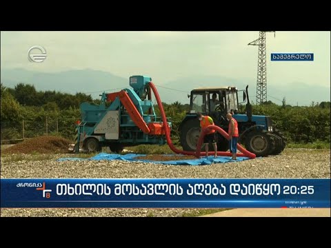 თხილის მოსავლის აღება დაიწყო