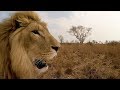 Aren't George and Yame grown up! | The Lion Whisperer