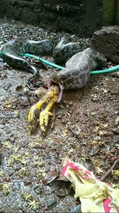 KING Python/Eat,chicken/Snake/Monster - YouTube