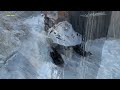 Тайга Варяг. Устанавливаю расширители. Завожу в -35