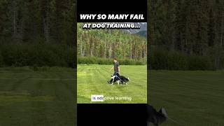 Why so many people fail at dog training #dogtraining101 #dogtrainer #puppytraining #dogtraining #dog