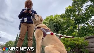 Some rideshare drivers illegally deny service to blind people with guide dogs