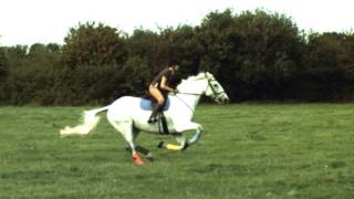 Horse Run 03