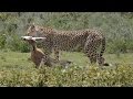 Cheetah with 2 cubs killing a Thomson's gazelle in Ngorongoro Conservation Area
