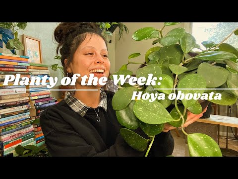 Plants of the Week | Hoya obovata