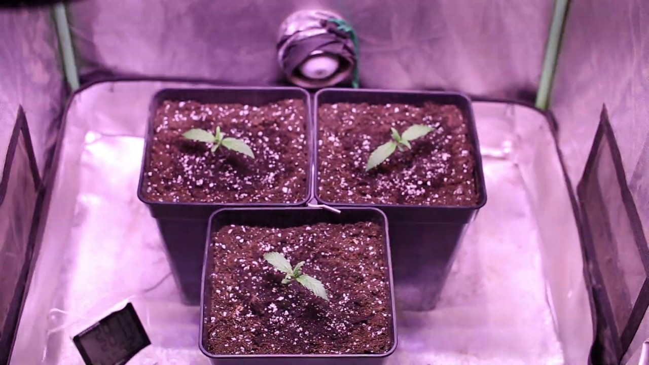 2 Seguimiento Jack 47 XL / LED Apollo Evolution 9 YouTube