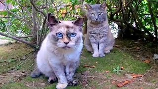 旅先で撮った短い猫動画まとめて公開