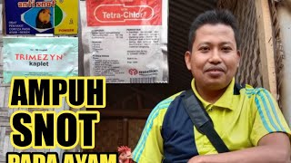 Cara Mengatasi SNOT Pada Ayam Petelur - Terbukti Ampuh!!!