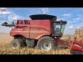 Case IH 8250 AXIAL-FLOW Combine Harvesting Corn