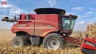 Case IH 8250 AXIALFLOW Combine Harvesting Corn