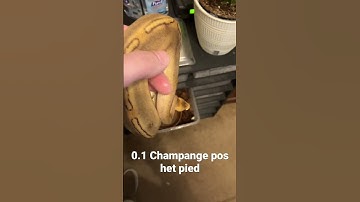 Champagne 🥂 ball 🐍 #shorts #shortsfeed #shortvideo #reels #fyp #fypシ #ballpythons #champagne
