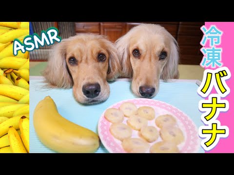 【咀嚼音/ASMR】冷凍バナナを犬にあげたら大喜びでおかわりしちゃうゴールデンレトニエルの姉妹