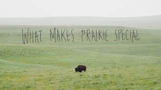 What Makes Prairie Special