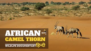 African Camel Thorn - हिन्दी डॉक्यूमेंट्री | Wildlife documentary in Hindi