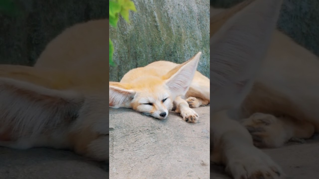 Fox species comparison. 