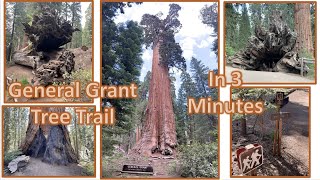 General Grant Tree Trail (Kings Canyon National Park) - In 3 Minutes